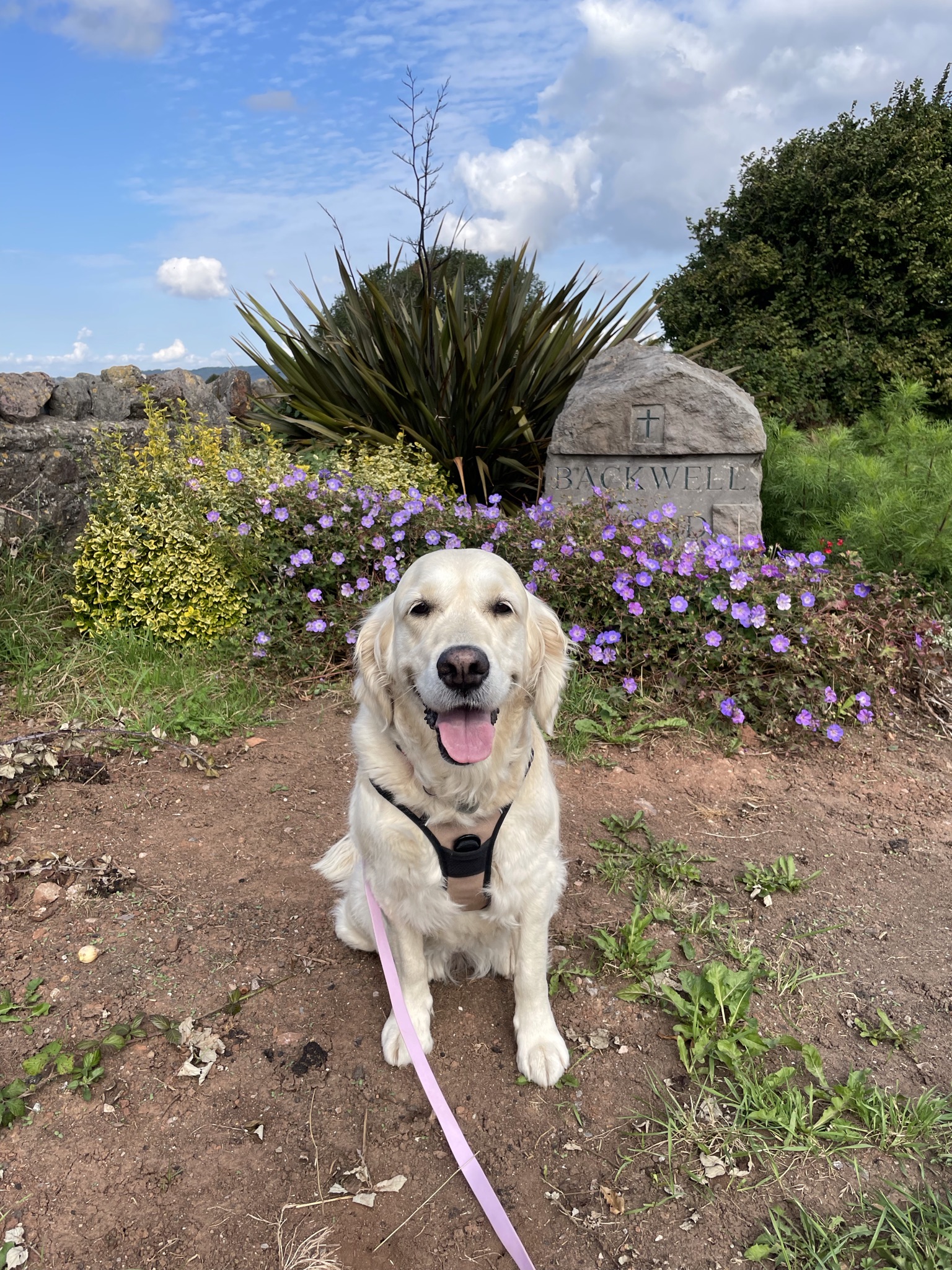 Facebook - Kerry's Dog Walking