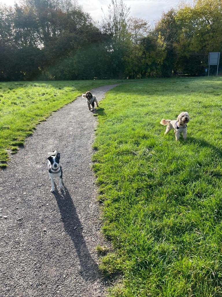 Facebook - Kerry's Dog Walking