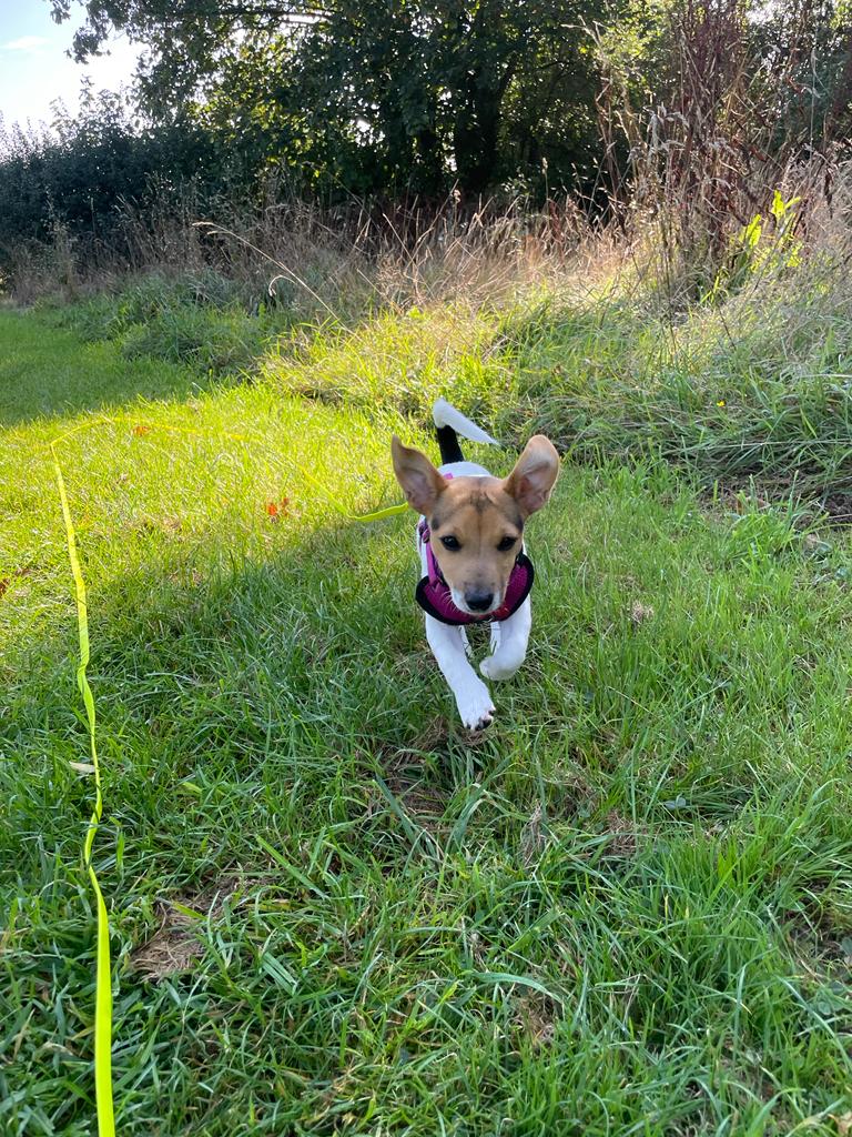 Facebook - Kerry's Dog Walking