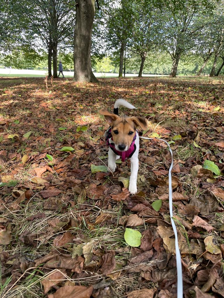 Facebook - Kerry's Dog Walking