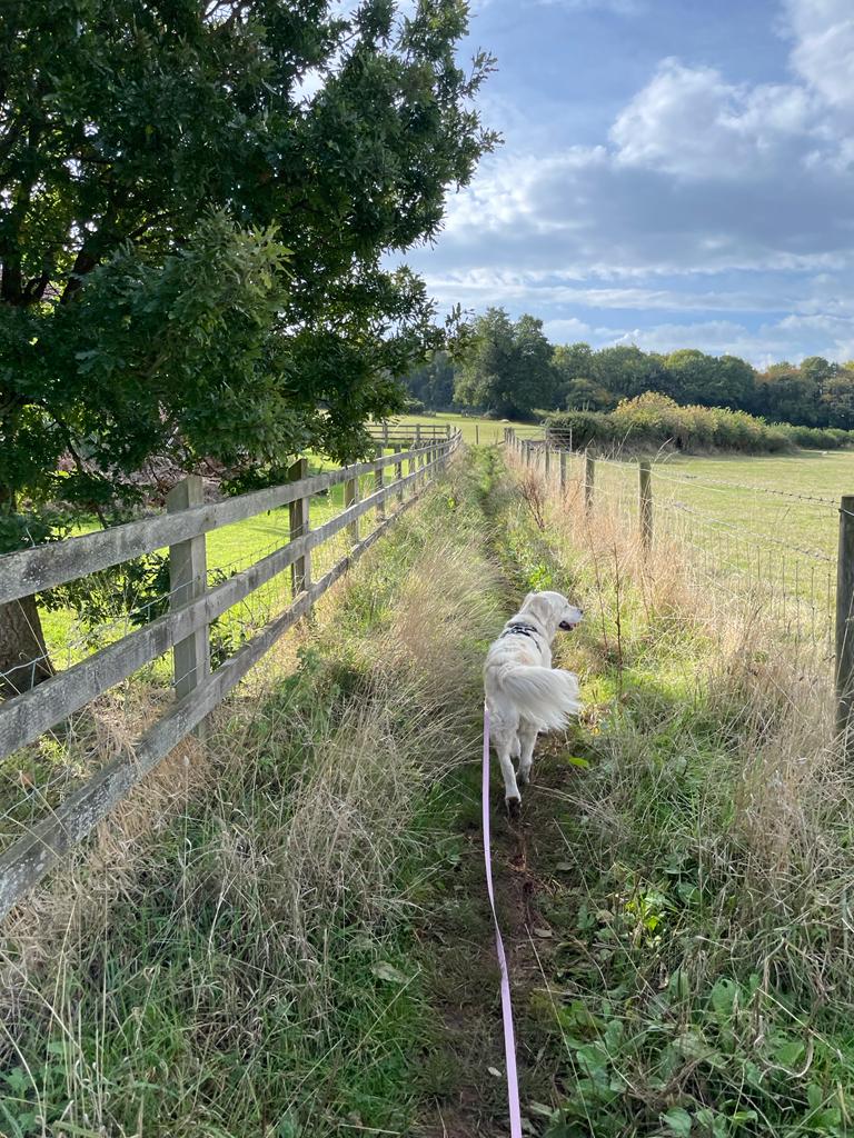 Facebook - Kerry's Dog Walking