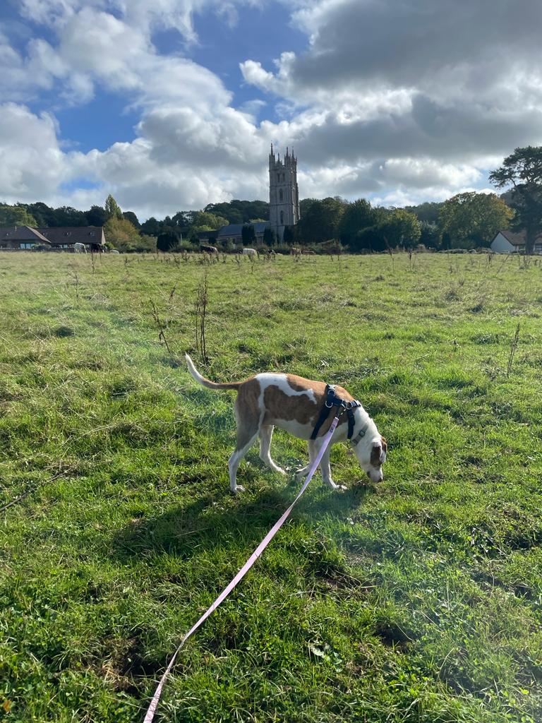 Facebook - Kerry's Dog Walking