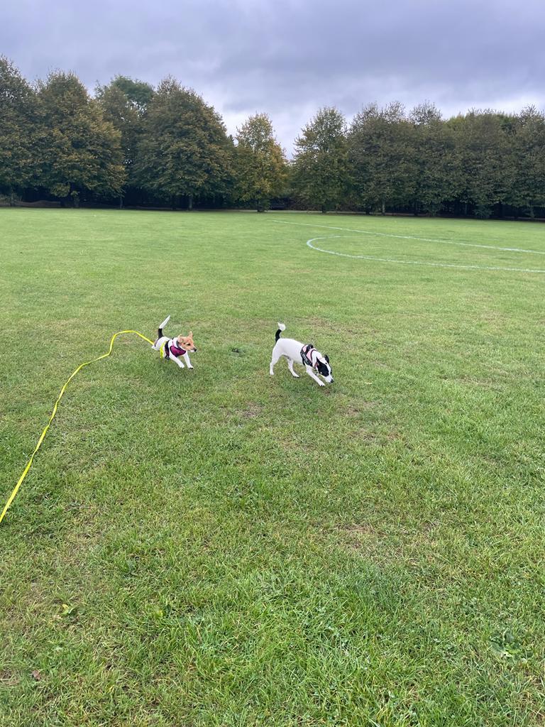 Facebook - Kerry's Dog Walking