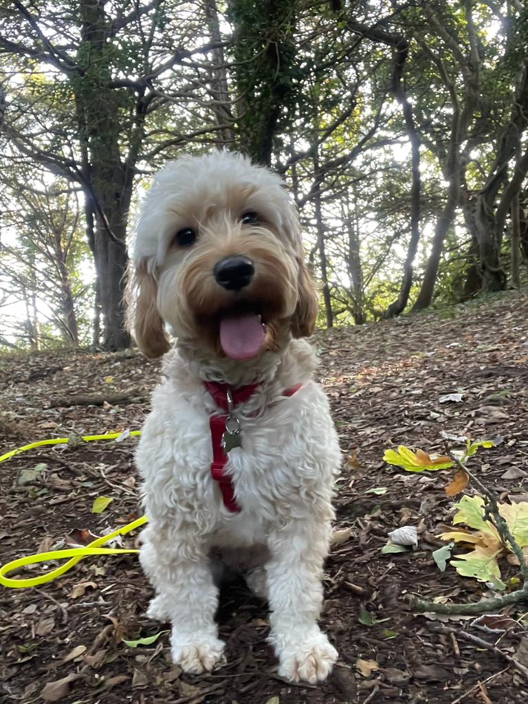 Facebook - Kerry's Dog Walking