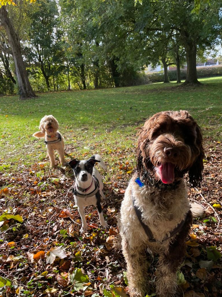 Facebook - Kerry's Dog Walking