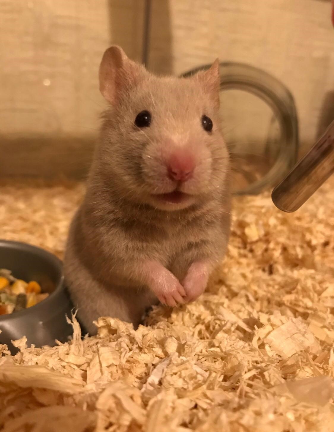 Facebook - Kerry's Dog Walking