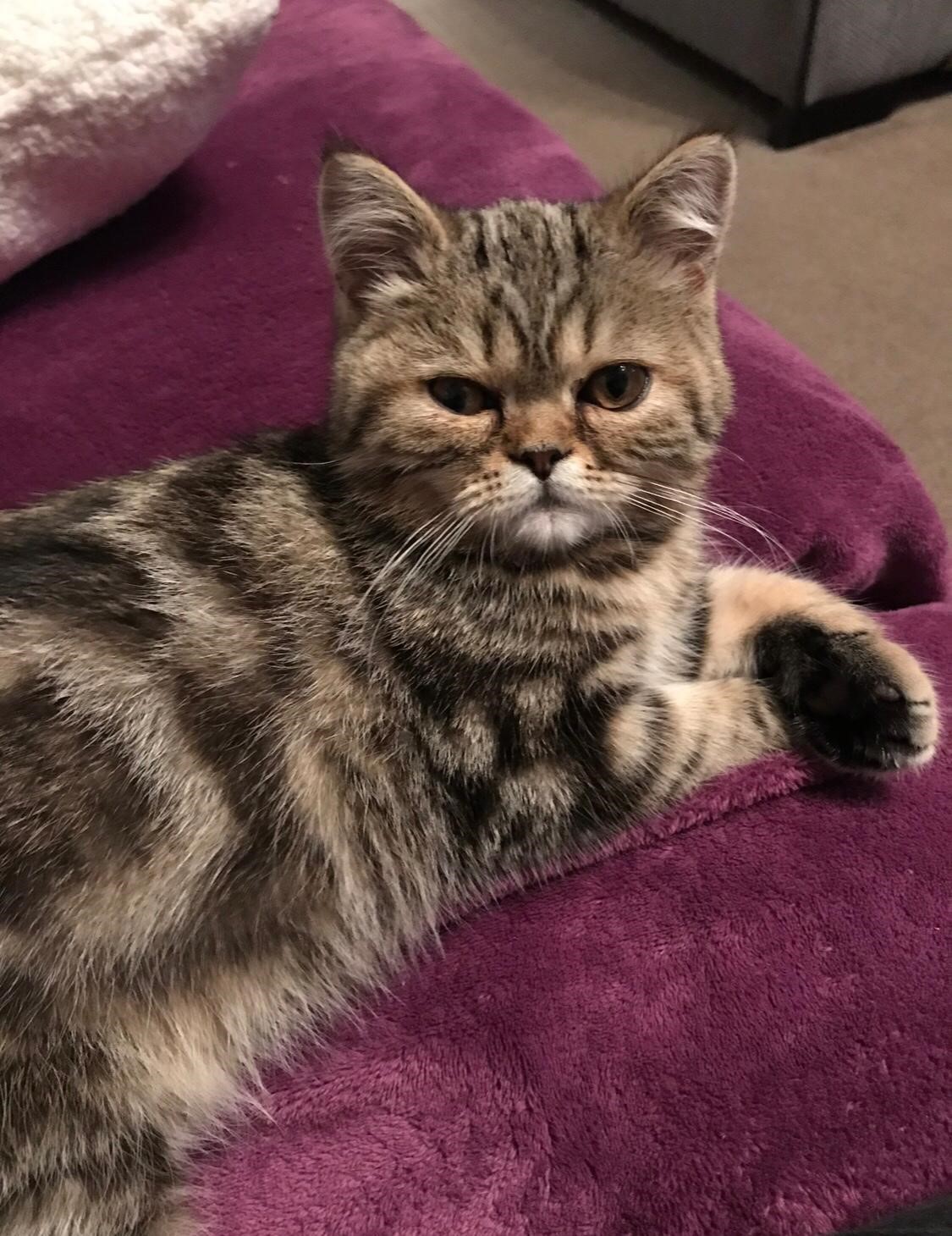 Facebook - Kerry's Dog Walking