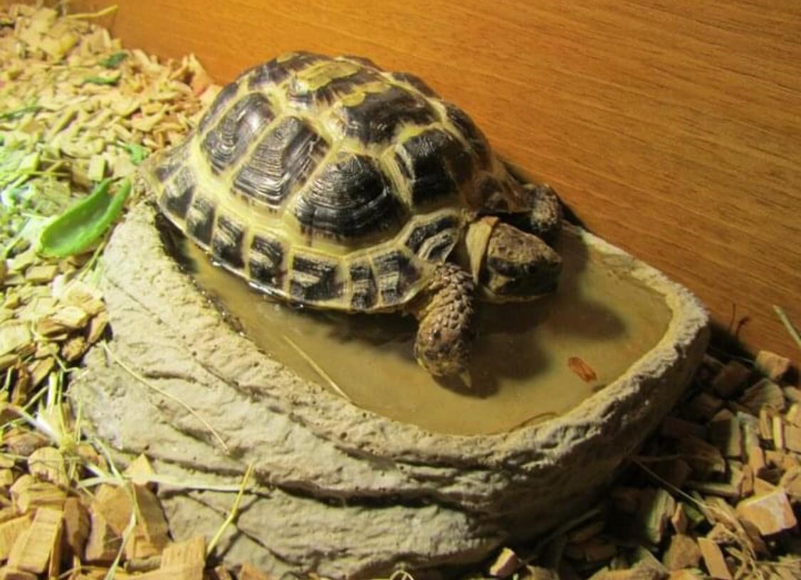 Facebook - Kerry's Dog Walking