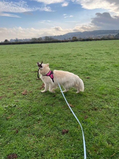 Facebook - Kerry's Dog Walking