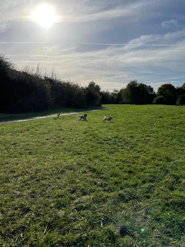 Facebook - Kerry's Dog Walking