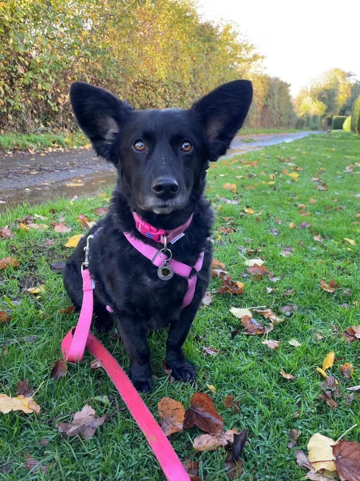 Facebook - Kerry's Dog Walking