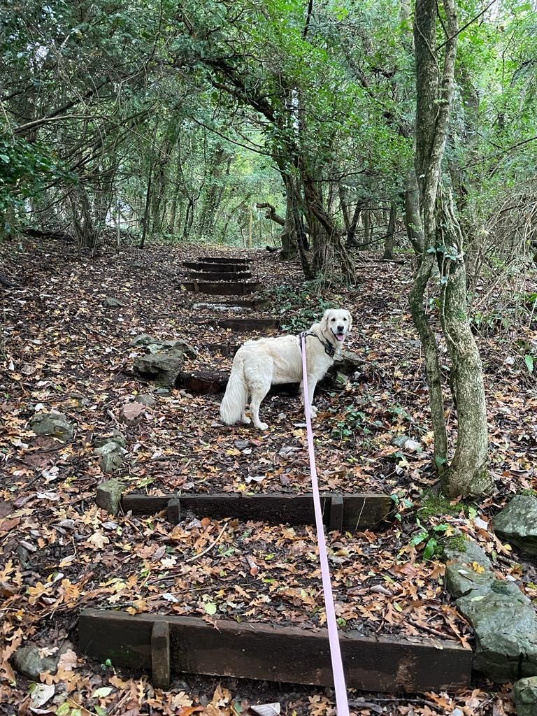 Facebook - Kerry's Dog Walking