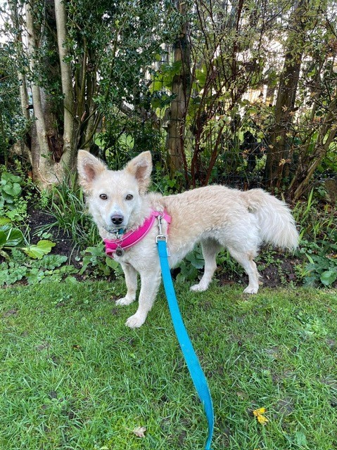 Facebook - Kerry's Dog Walking