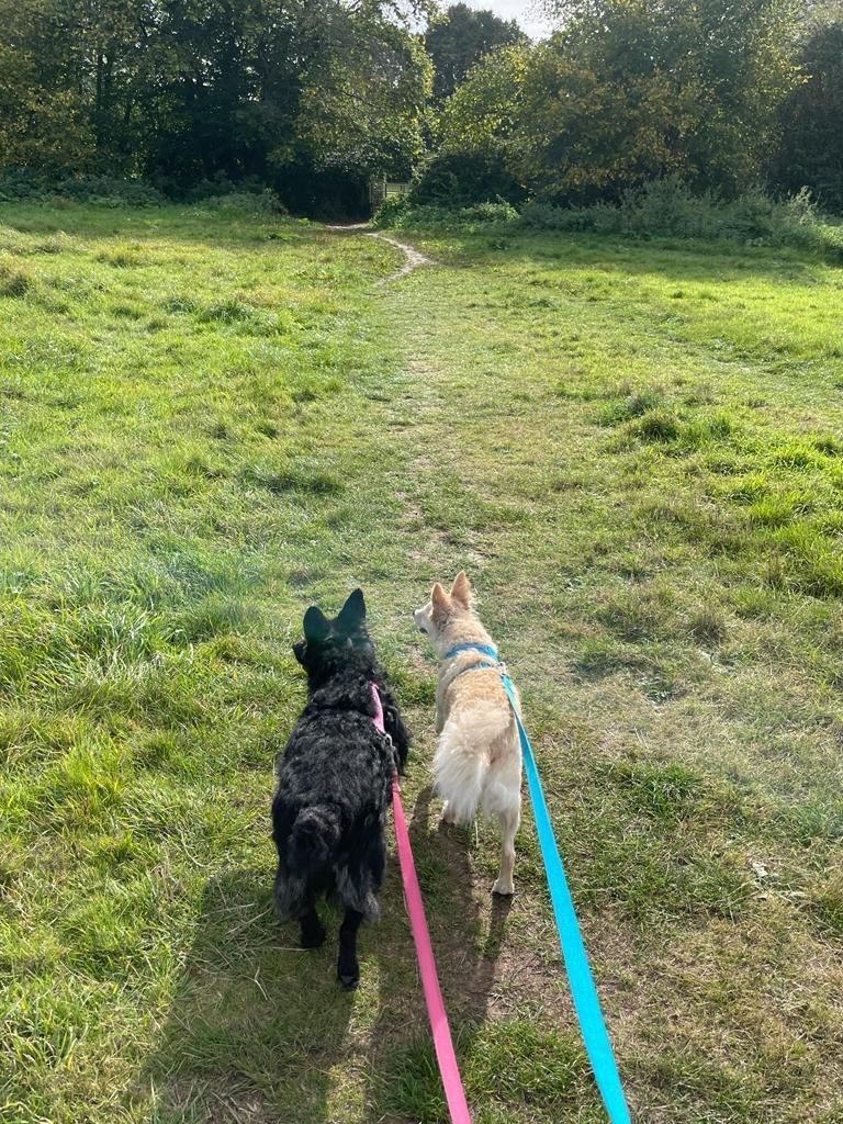 Facebook - Kerry's Dog Walking