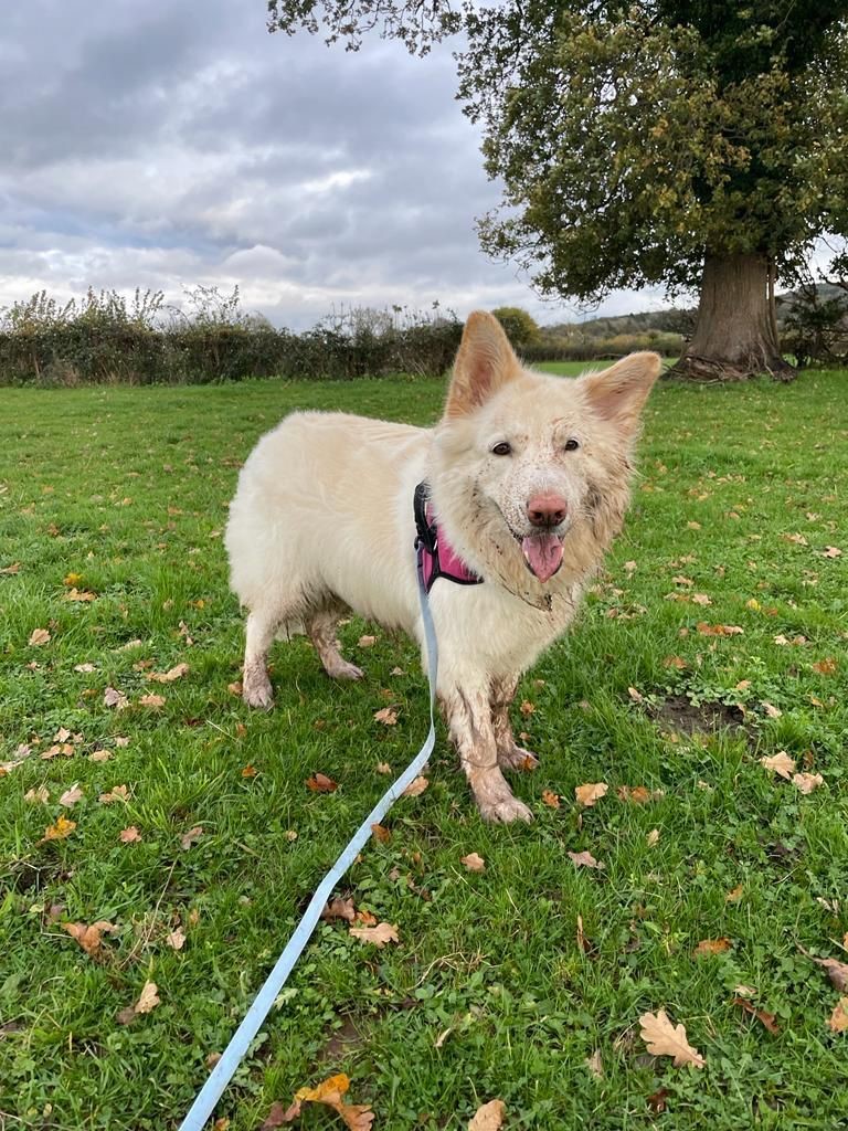 Facebook - Kerry's Dog Walking