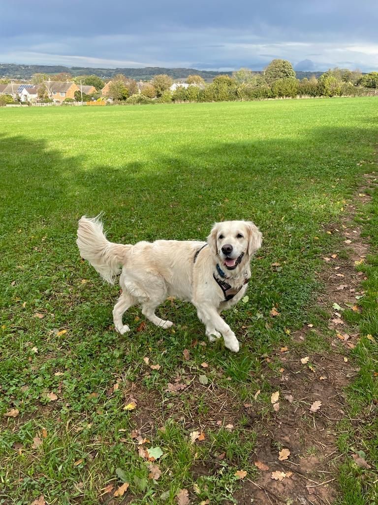 Facebook - Kerry's Dog Walking