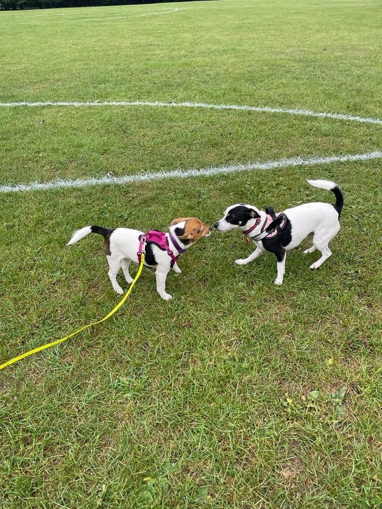 Facebook - Kerry's Dog Walking