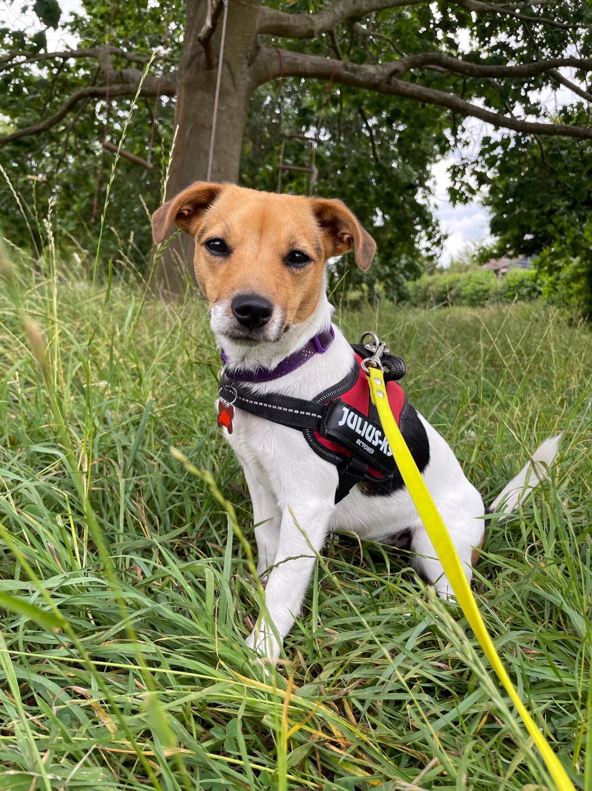 Facebook - Kerry's Dog Walking