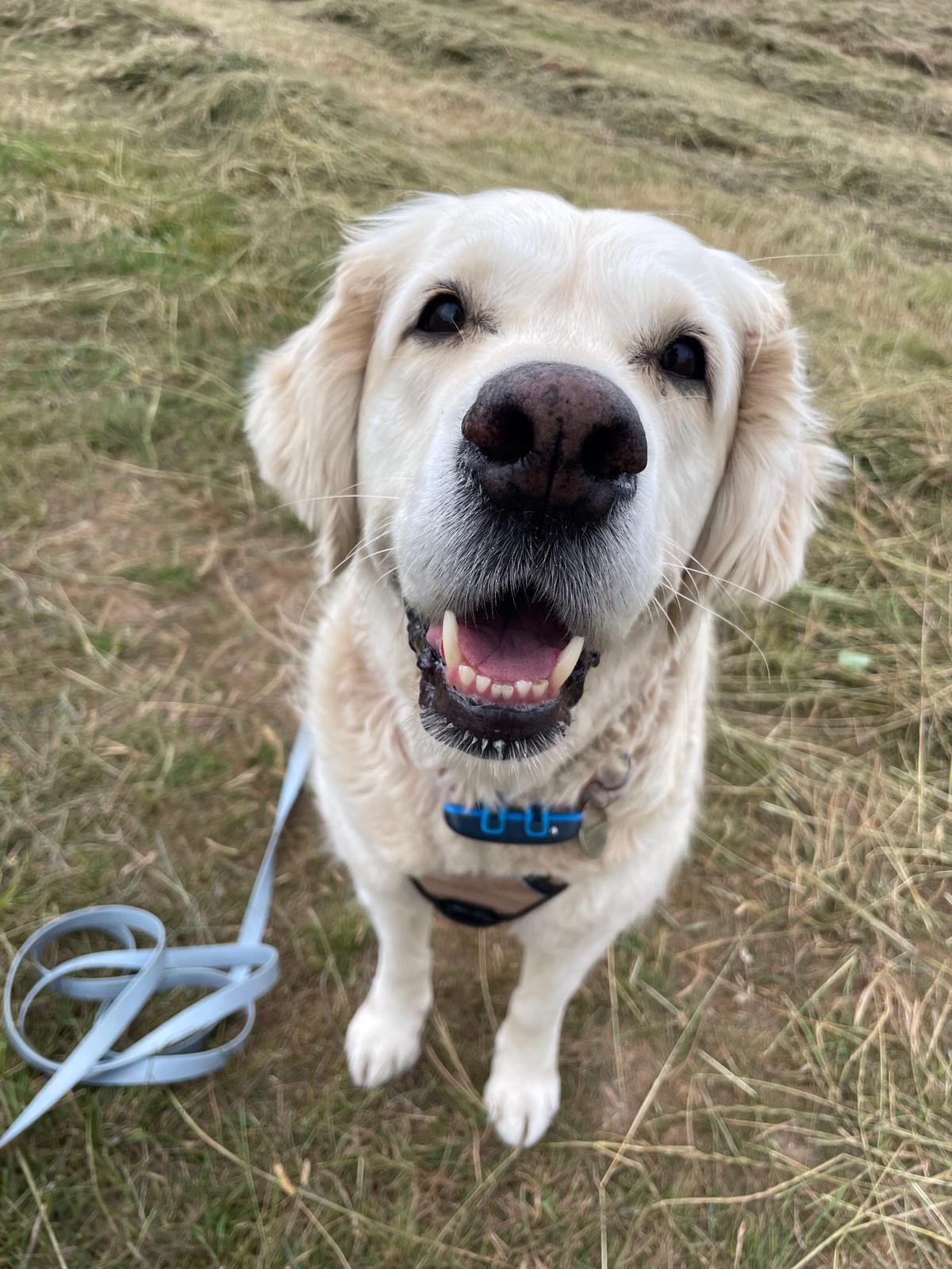 Facebook - Kerry's Dog Walking