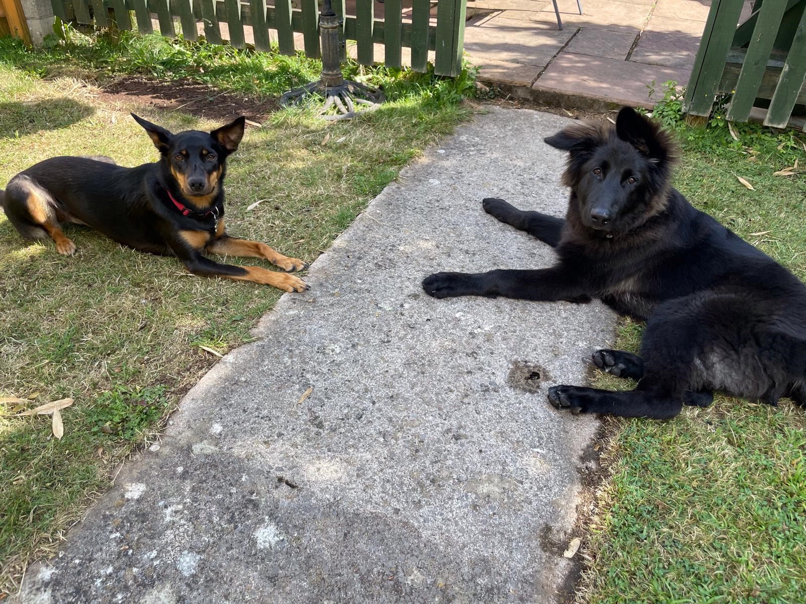 Facebook - Kerry's Dog Walking