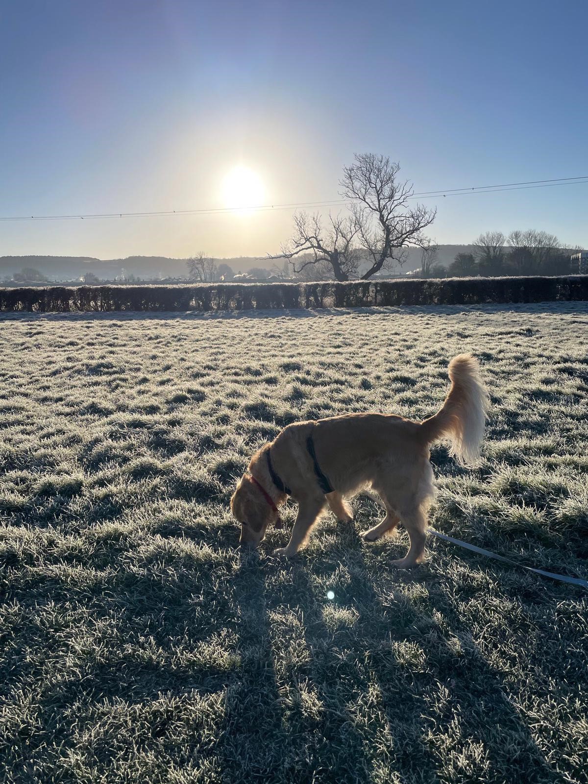 Facebook - Kerry's Dog Walking