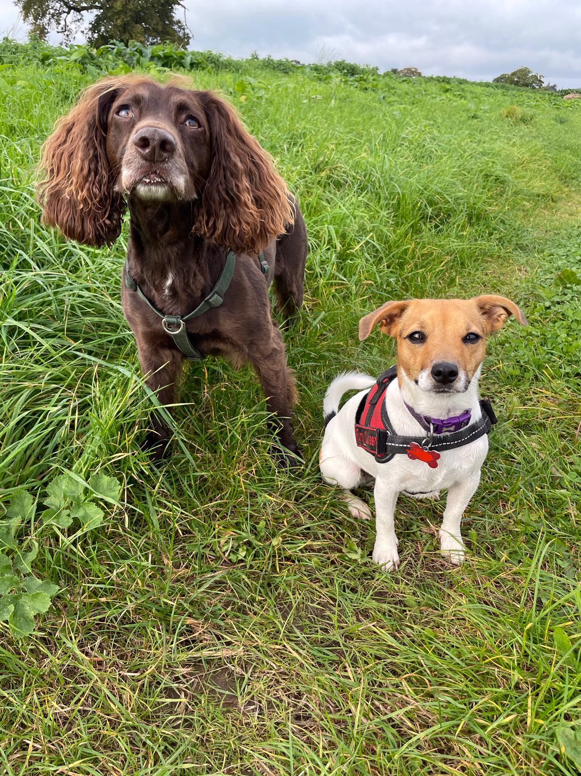 Facebook - Kerry's Dog Walking