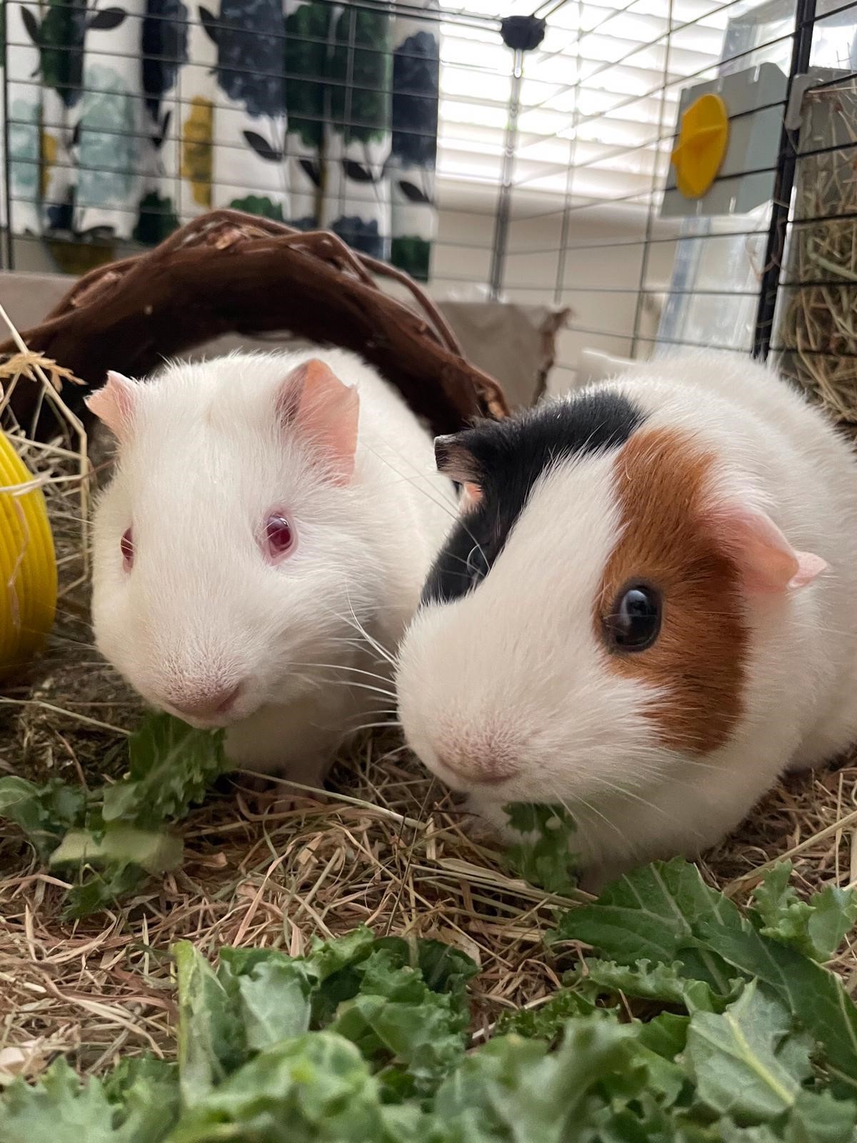 Facebook - Kerry's Dog Walking