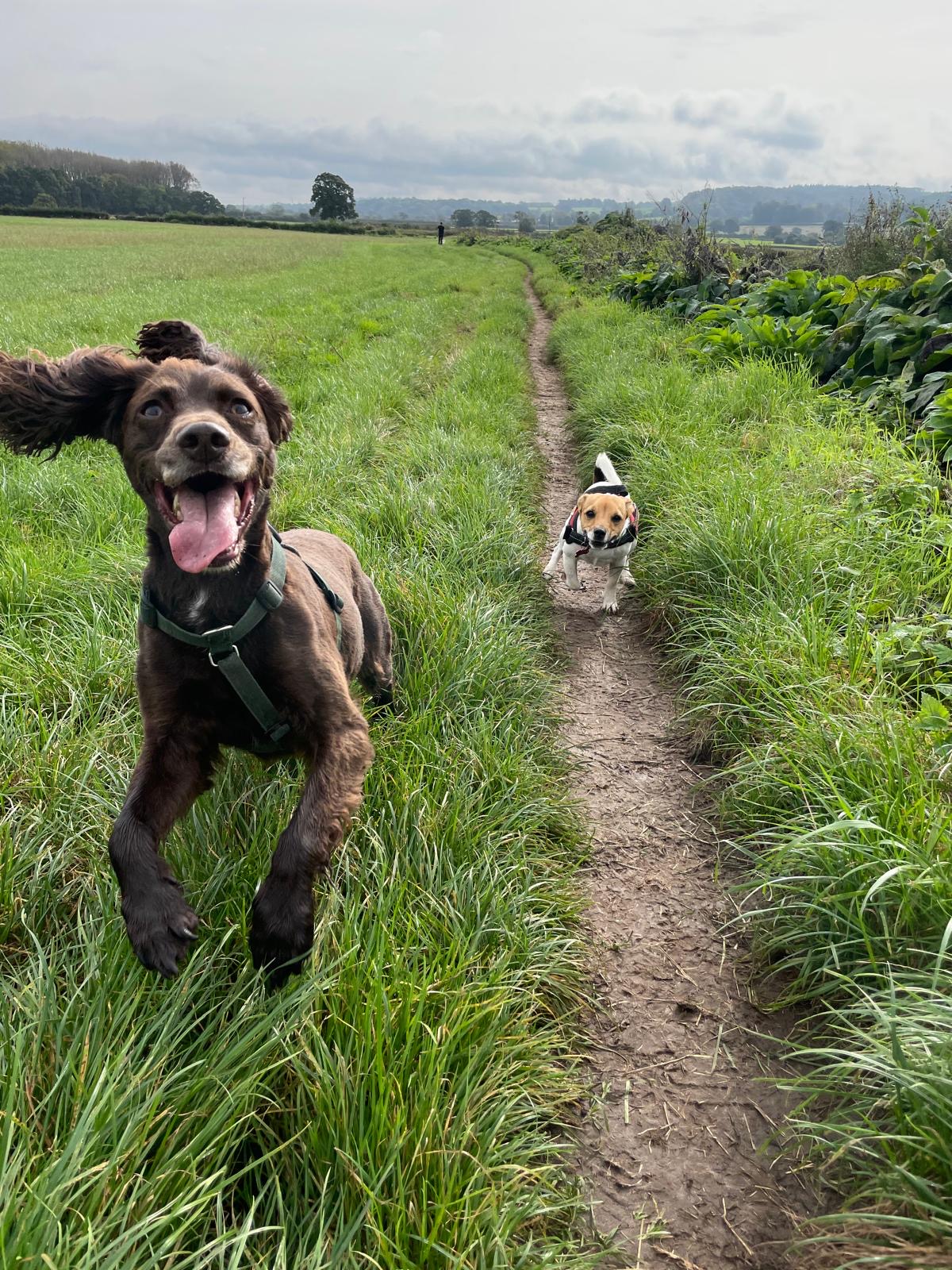 Facebook - Kerry's Dog Walking