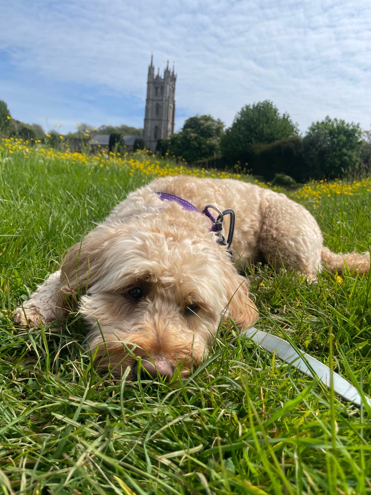 Facebook - Kerry's Dog Walking