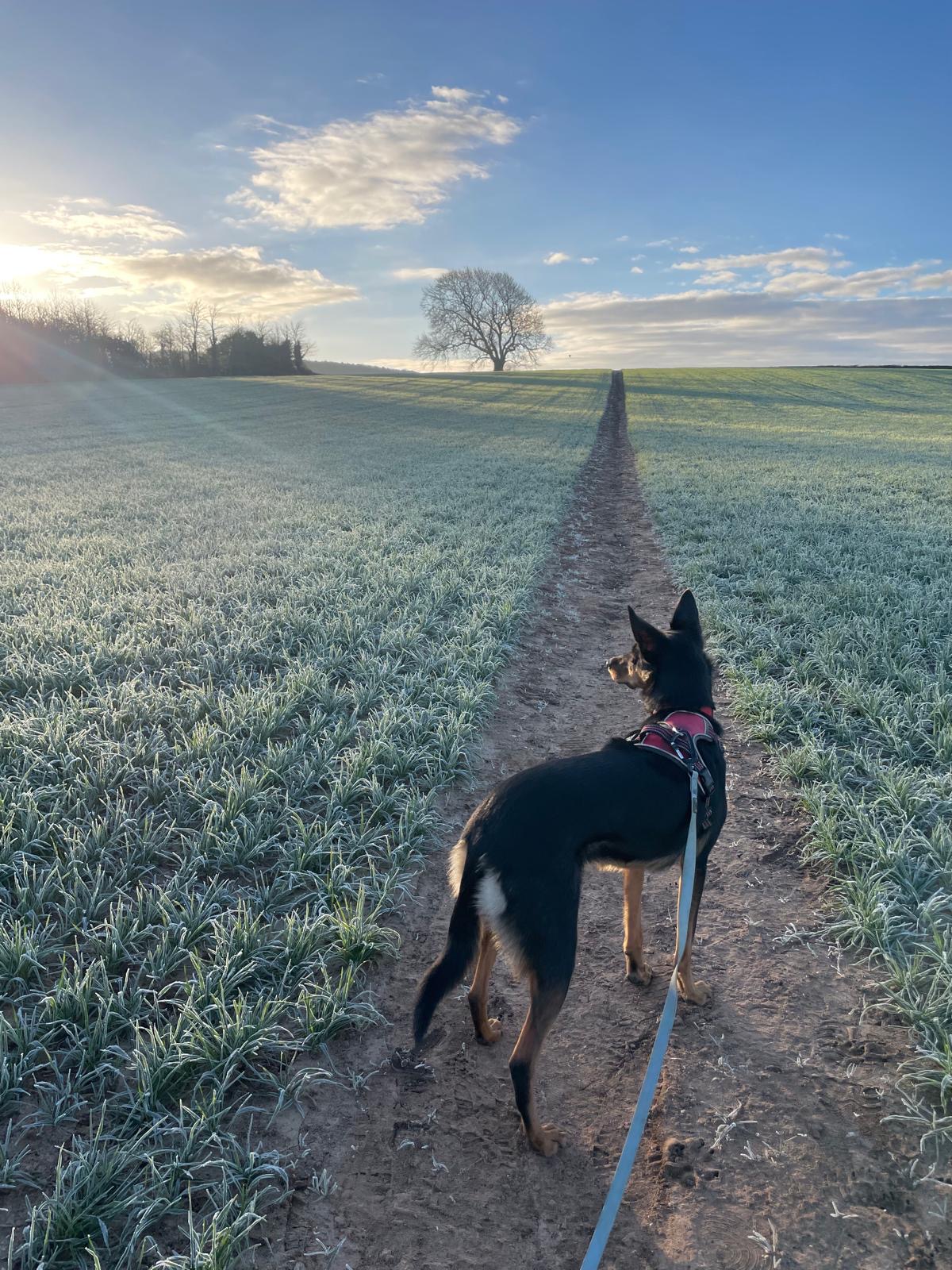 Facebook - Kerry's Dog Walking