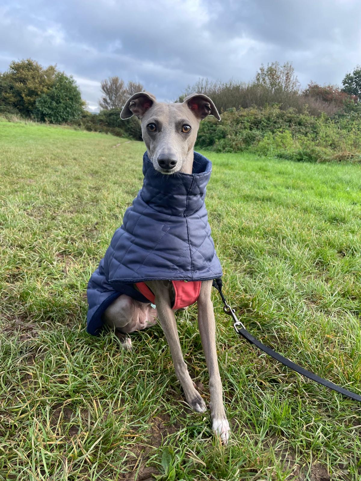 Facebook - Kerry's Dog Walking