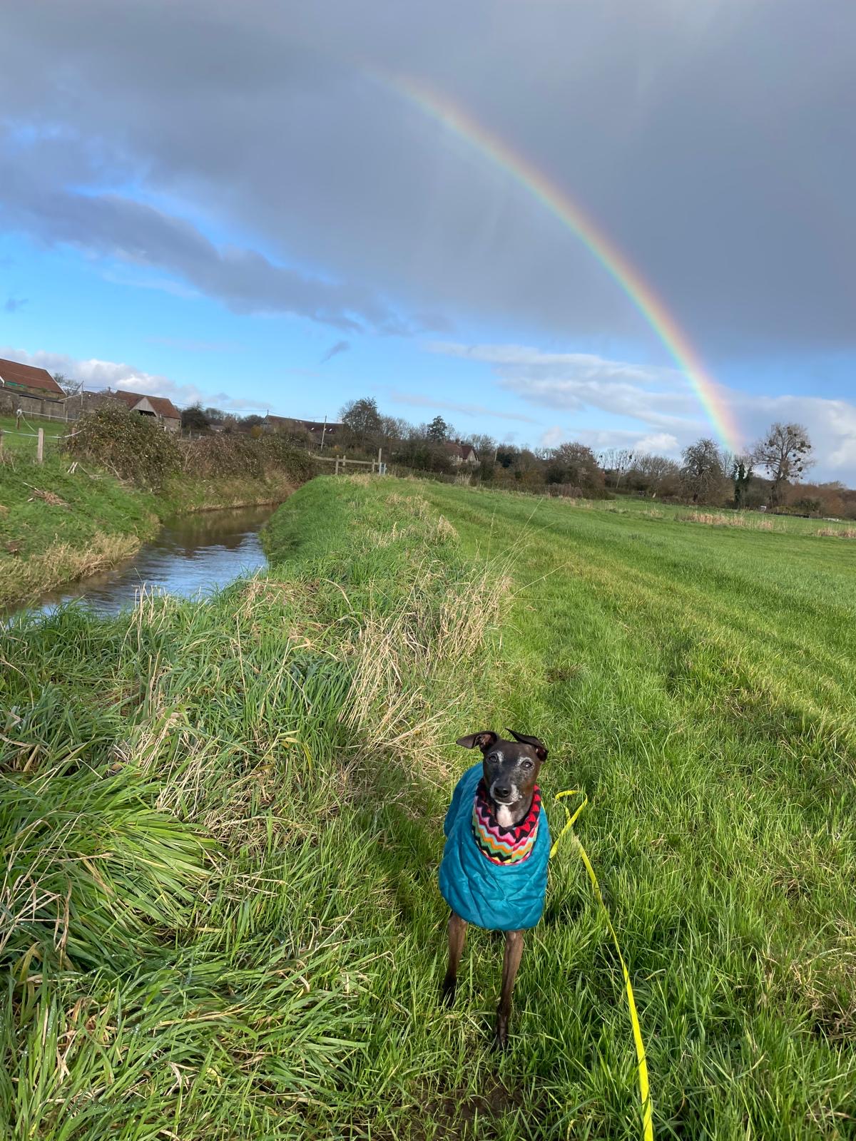 Facebook - Kerry's Dog Walking