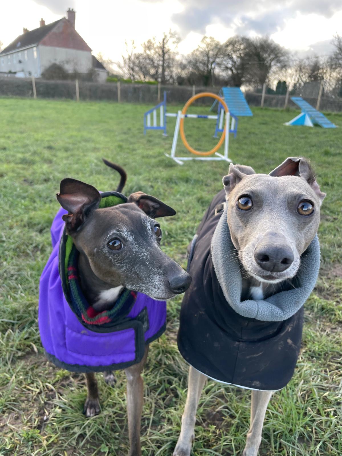 Facebook - Kerry's Dog Walking