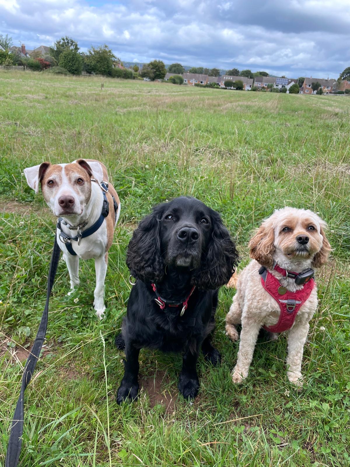 Facebook - Kerry's Dog Walking