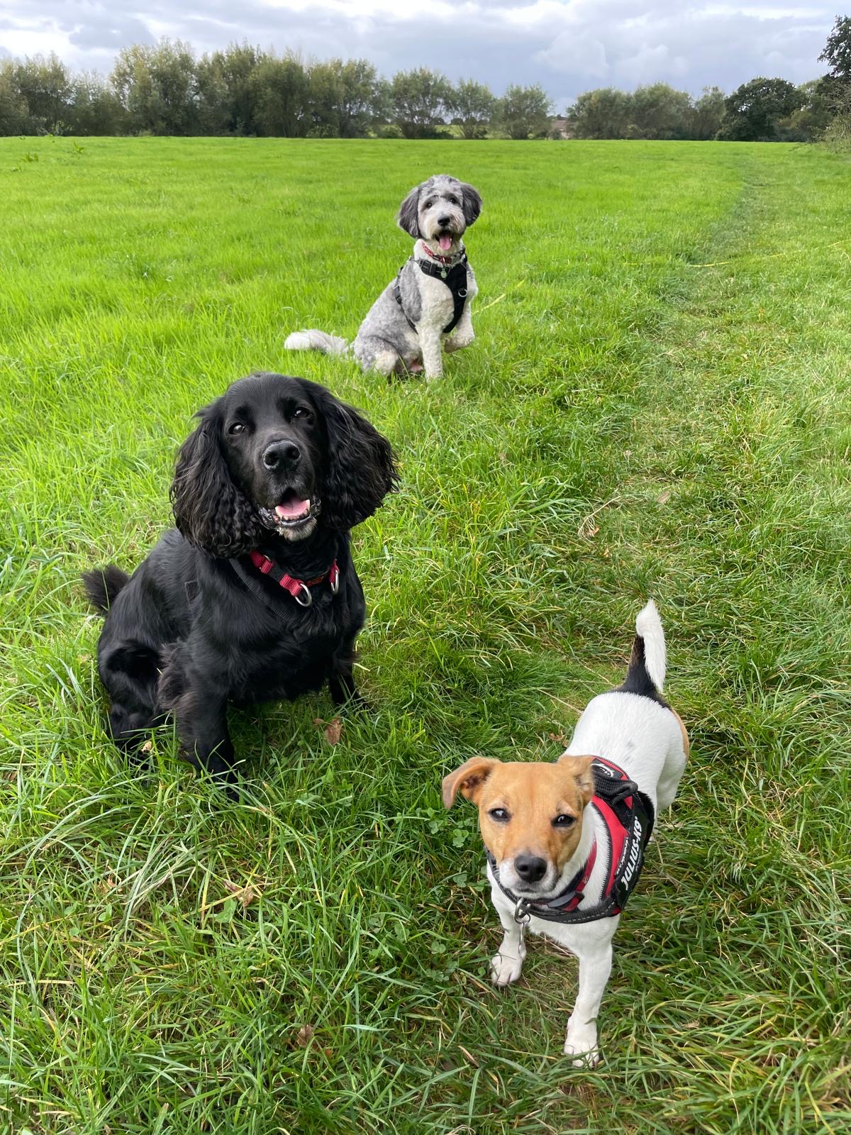 Facebook - Kerry's Dog Walking