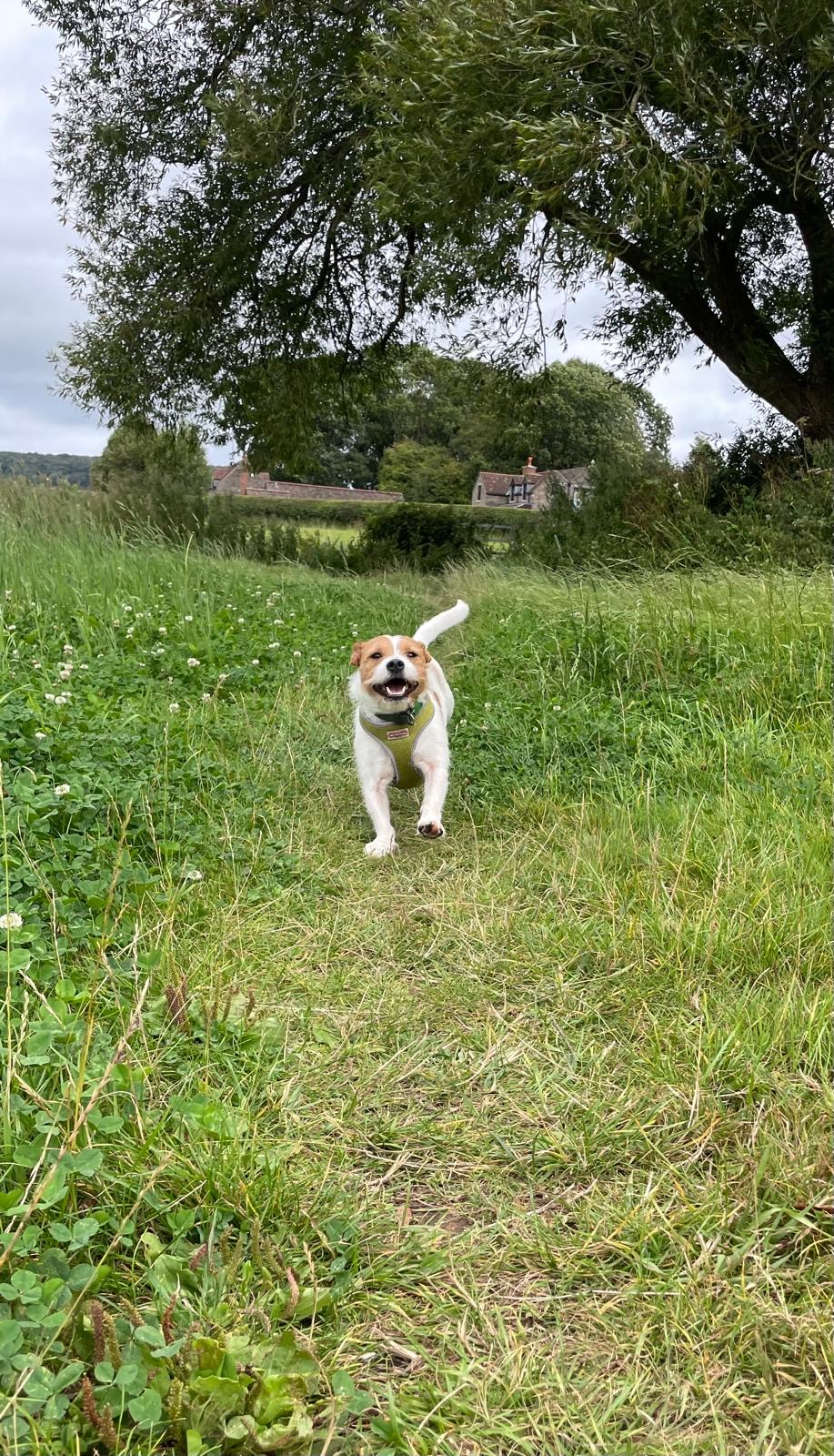 Facebook - Kerry's Dog Walking