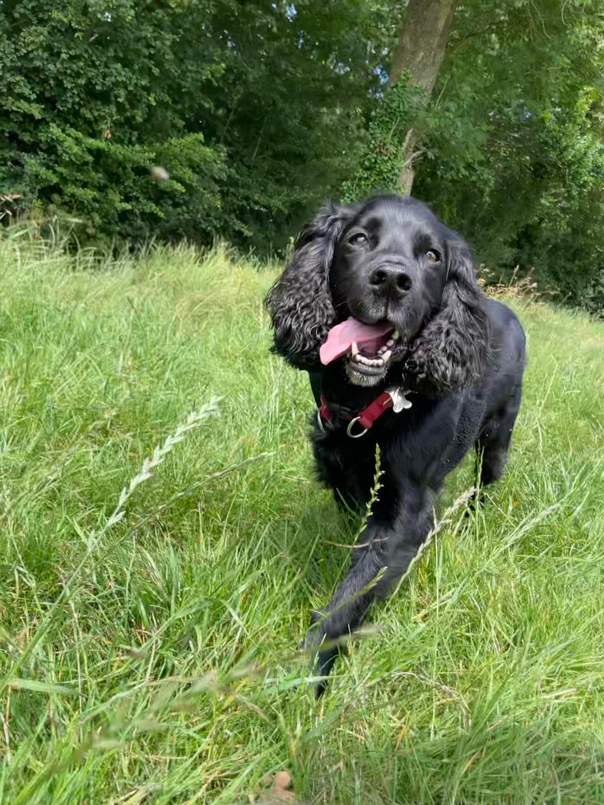 Facebook - Kerry's Dog Walking