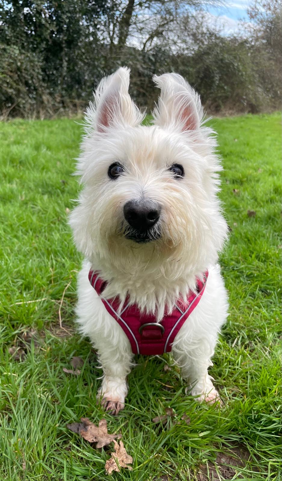 Facebook - Kerry's Dog Walking