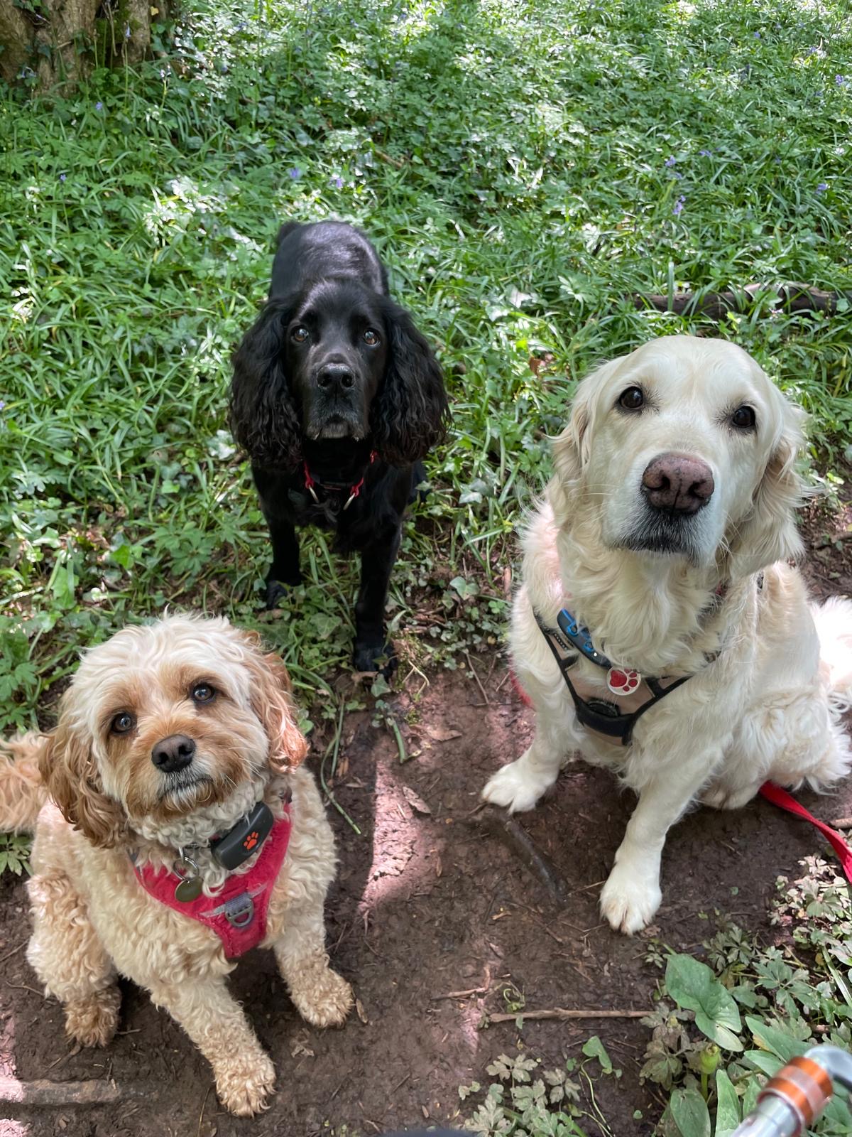 Facebook - Kerry's Dog Walking