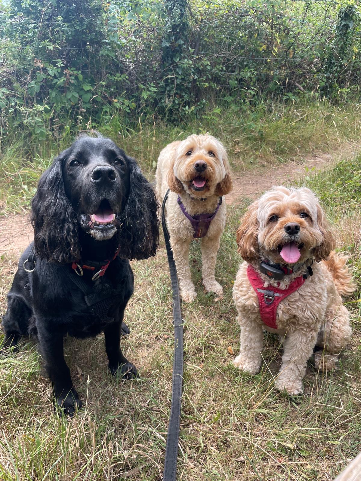 Facebook - Kerry's Dog Walking