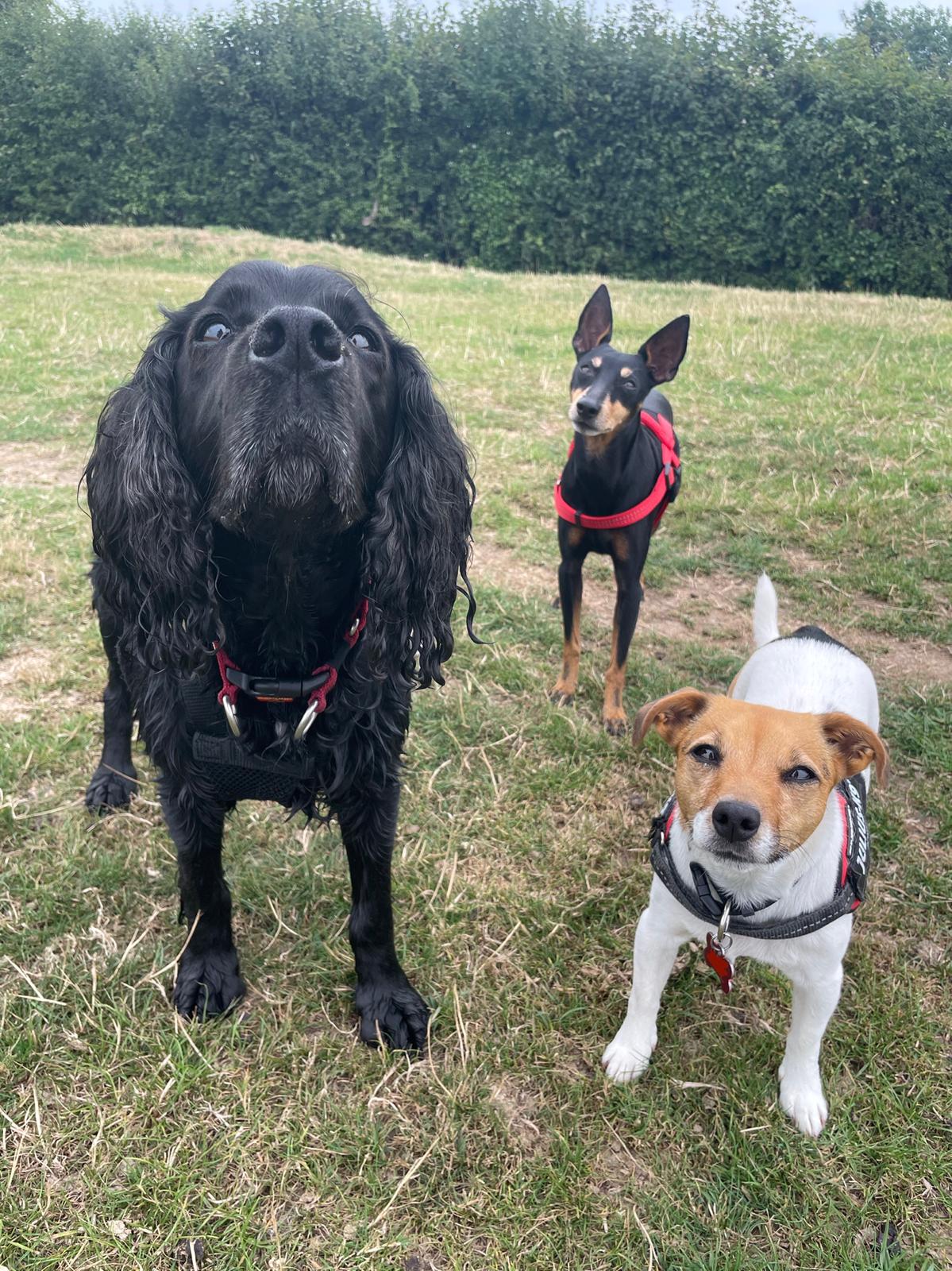 Facebook - Kerry's Dog Walking