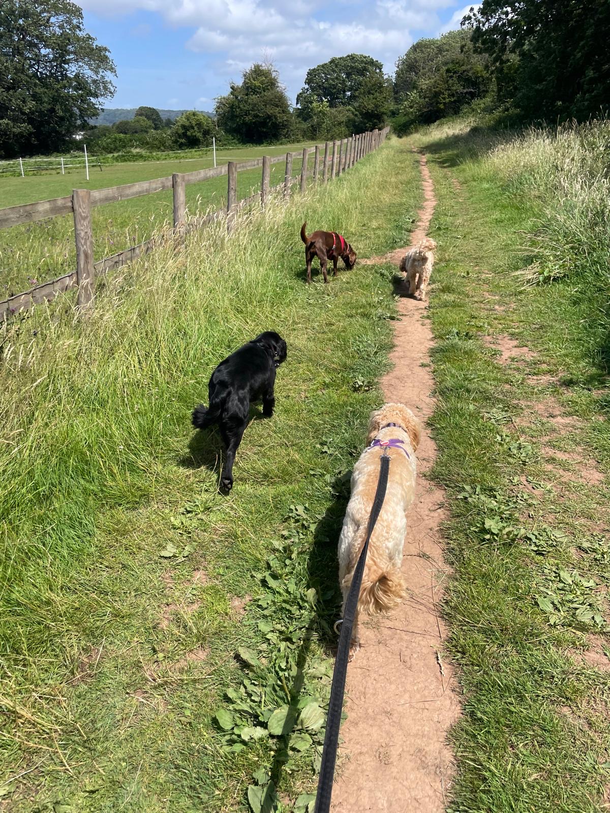 Facebook - Kerry's Dog Walking