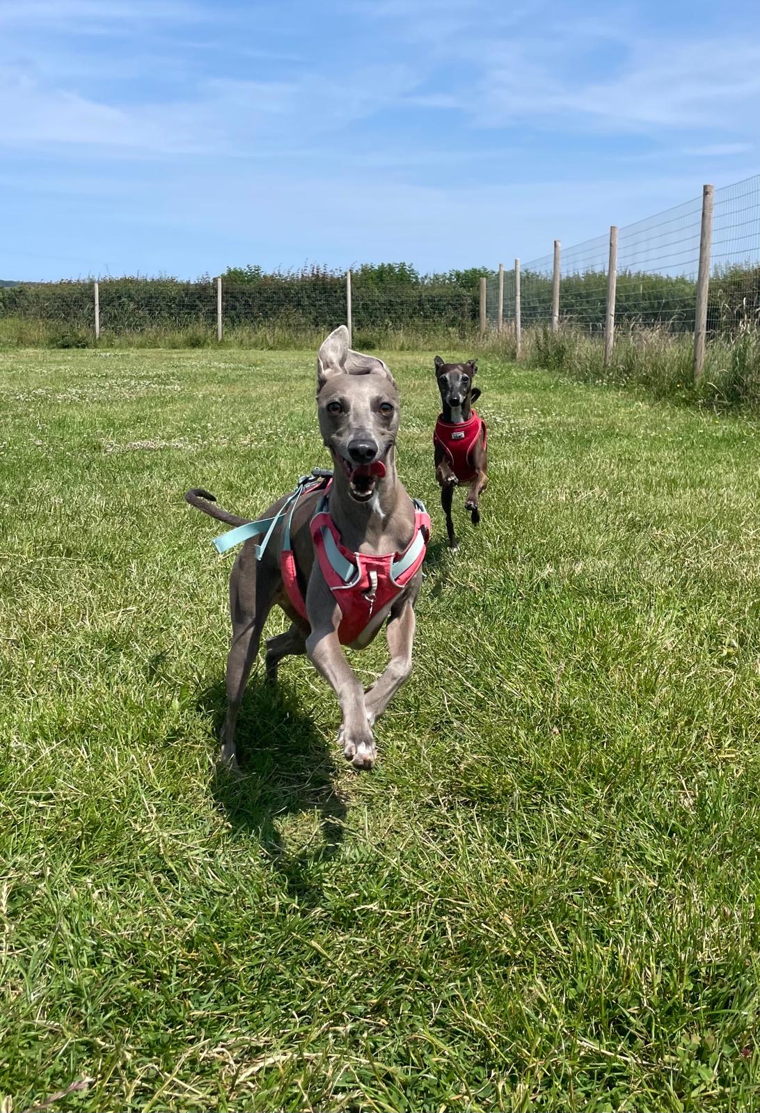 Facebook - Kerry's Dog Walking