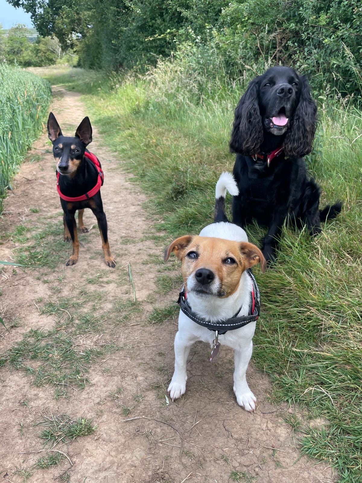 Facebook - Kerry's Dog Walking