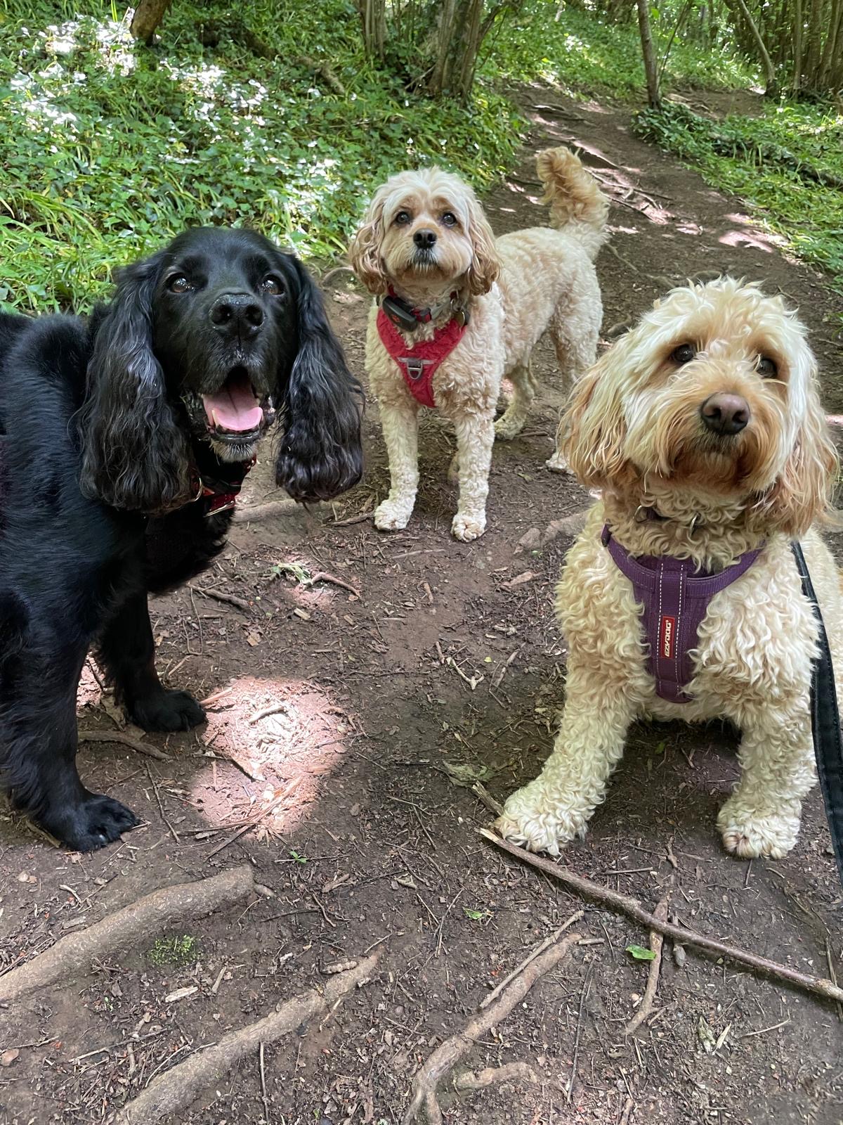 Facebook - Kerry's Dog Walking