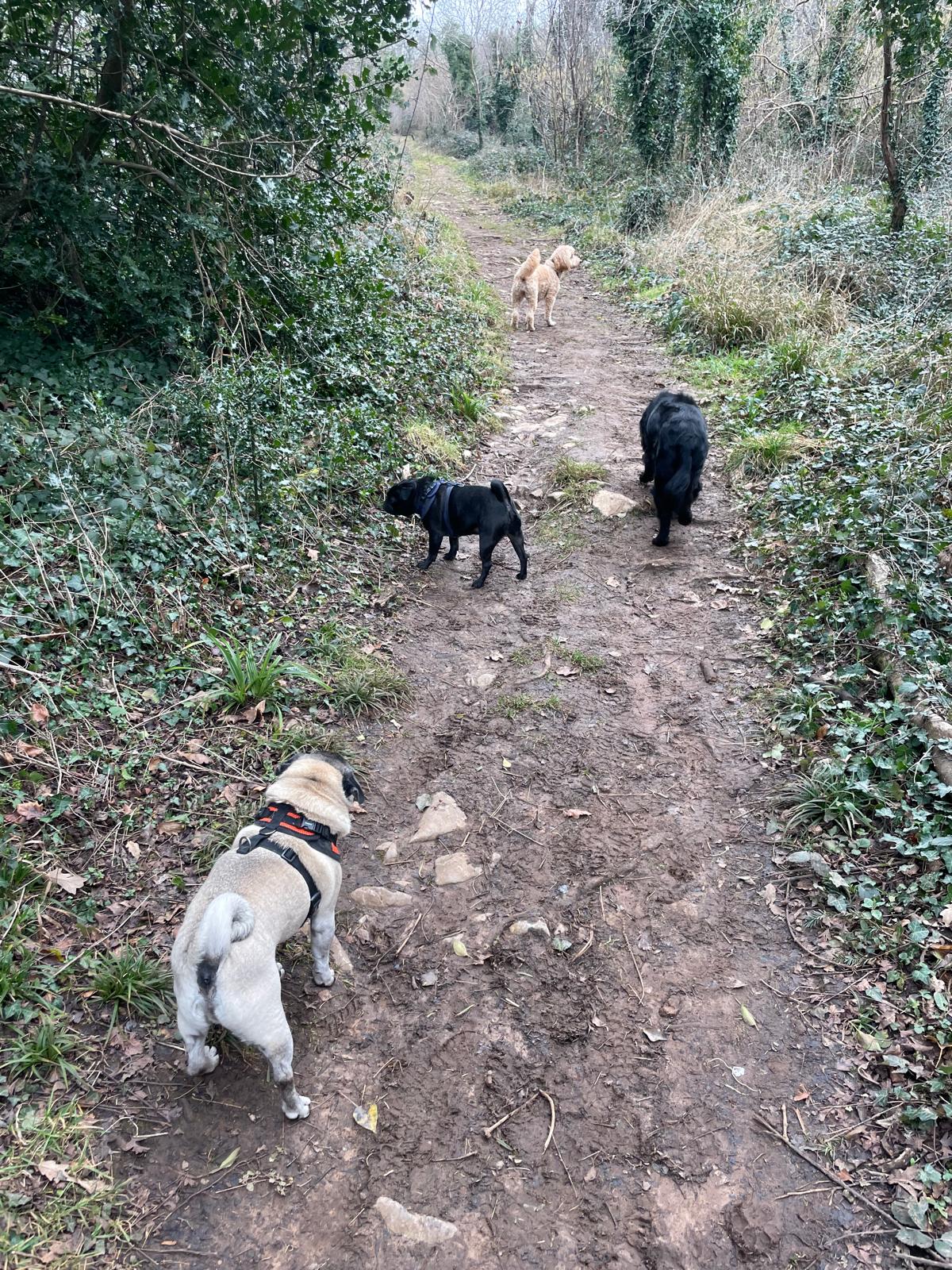 Facebook - Kerry's Dog Walking