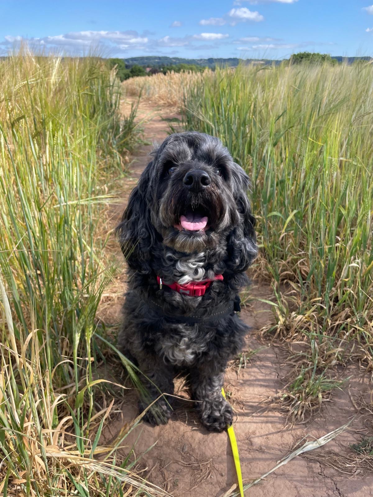 Facebook - Kerry's Dog Walking