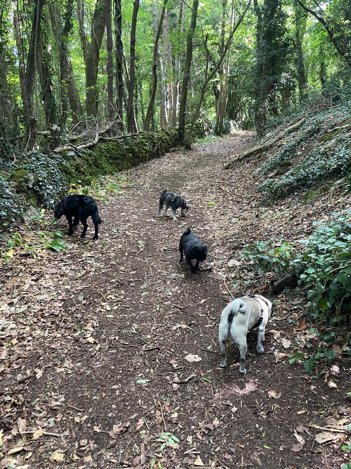 Facebook - Kerry's Dog Walking